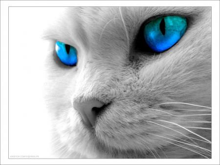 déco3 (image lettre chat)